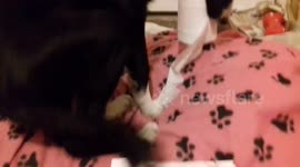 Funny Sheep Dog Puppy