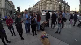 Evie The Protest Dog Charms Protestors at The People's March for Brexit Vote