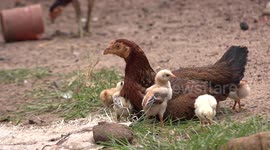 Mother hen and chicks relaxing.