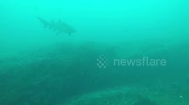 Ragged tooth shark comes out of nowhere