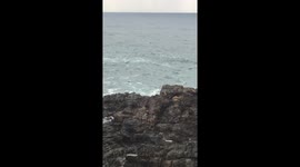 Whale migration Kiama NSW Australia
