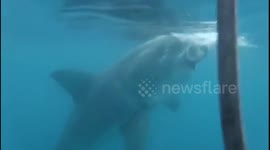White shark brushes cage inches from GoPro