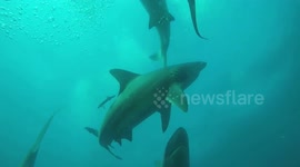 Diver looks up to see a frenzy of hungry sharks