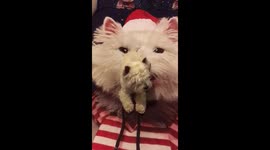 Hamish, Westie dog starts making preparations for Christmas!