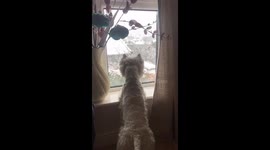Hamish, Westie Dog gets excited for the winter snow!