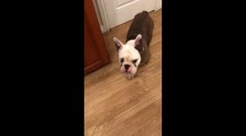 Clever bulldog shuts kitchen door with a satisfying push
