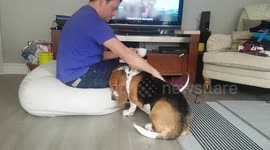 beans the Bassett hound feeling needy