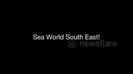 Wake boarding with a seal in the Glenelg River one day and Skurfing with Flobby the Dolphin the next day at Port Macdonnell in South Australia.