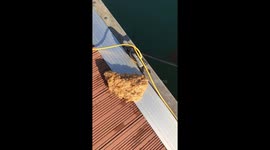 Red Funnel ferry crashes into yachts and goes aground, COWES Isle of Wight