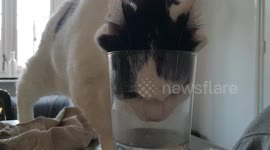 Funny Cat Drinks Water From a Pint Class