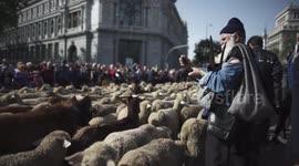 Sheep take over Madrid for Transhumance festival