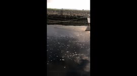 Dead fish Galway docks