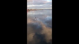 Feeding frenzy at the Docks