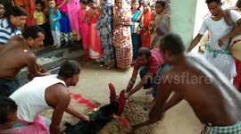animal sacrifice on traditional village durga puja festival in india