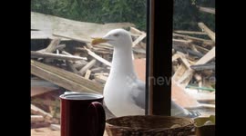 Seagull knocks on window for food every day