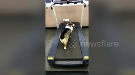 Lazy dog watches fit dog work out