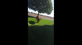 Meet Bear..160 lbs