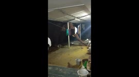 Brazen wild elephant steals rice from Indian village home