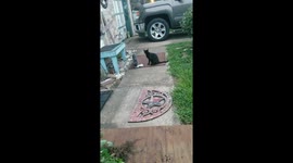 Funny cats