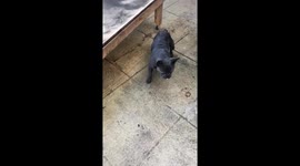 Frenchies playing in the water! Cute alert