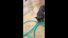 Gizmo vs hose