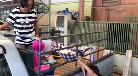 Toddler swinging in a hammock in pick-up truck