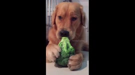 This golden retriever loves snacking on greens