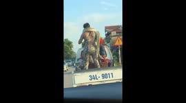 Huge pythons move on the truck with two men on the busy road