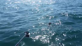 White shark almost lands on cage full of divers after jumping for tuna head