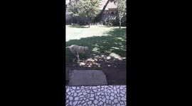 Gholfballs and backyard = #Happiness
