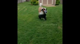 French Bulldog trips St Bernard while playing