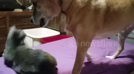 Feisty dog knocks cat off the bed in play fight