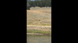 Yellowstone National Park Grizzly Bear and Bison Standoff