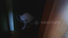 What goes bump in the night? Cat playing with the door seal
