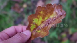 Picking up a leaf