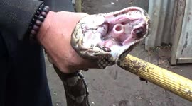 Residents find distended pythons in the hencoop