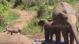Baby elephant slips in mud trying to chase warthog