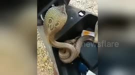 Poacher caught with three hissing cobras in scooter's boot space