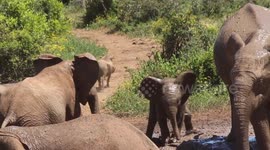 Baby elephant slips in mud trying to chase warthog