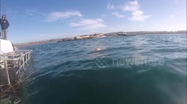 White shark lunges at GoPro right beside of cage divers