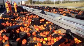 Hundreds of pumpkins fall from lorry and tumble onto Polish motorway