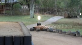 Savage moment leopard mauls antelope to death