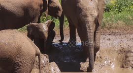 Baby Elephant Plays In Mud