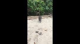 Attention! Raccoons in Costa Rica can steel your food!