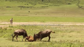 this sighting happened at Ngorongoro Crater in Tanzania during Calving season for the wildebeest in february 2016, and was just a few minutes after a baby born . as you can see the calf parent placenta still hanging.