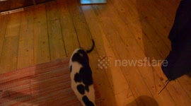 Cat vs bobble hat