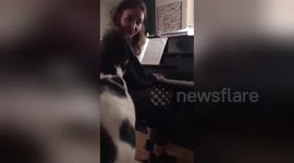 Just call her Feline Dion! Cat nails ‘My Heart Will Go On’ rendition
