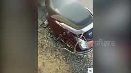 Biker gets a fright when he lifts his scooter seat and finds three COBRAS