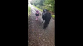 Harriett Platt, SCID,  walking her obedient Shetland