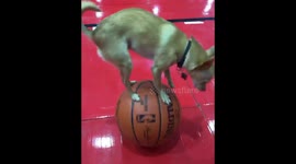 Acrobatic dog on basketball